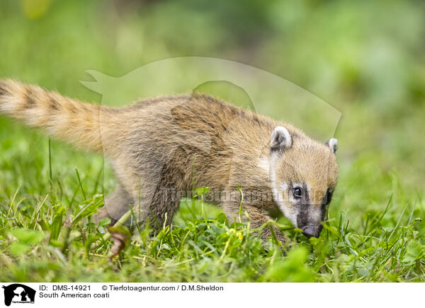 Sdamerikanischer Nasenbr / South American coati / DMS-14921