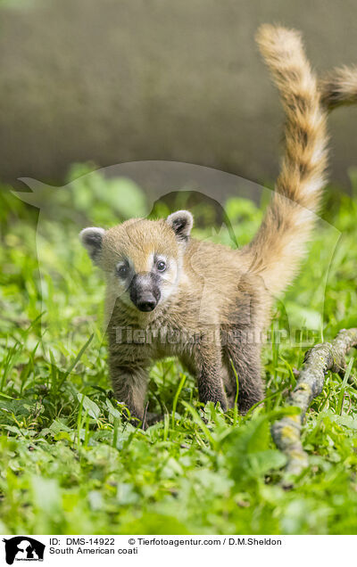 Sdamerikanischer Nasenbr / South American coati / DMS-14922
