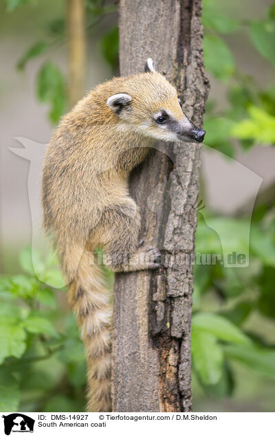 Sdamerikanischer Nasenbr / South American coati / DMS-14927