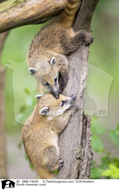 Sdamerikanischer Nasenbr / South American coati / DMS-14929