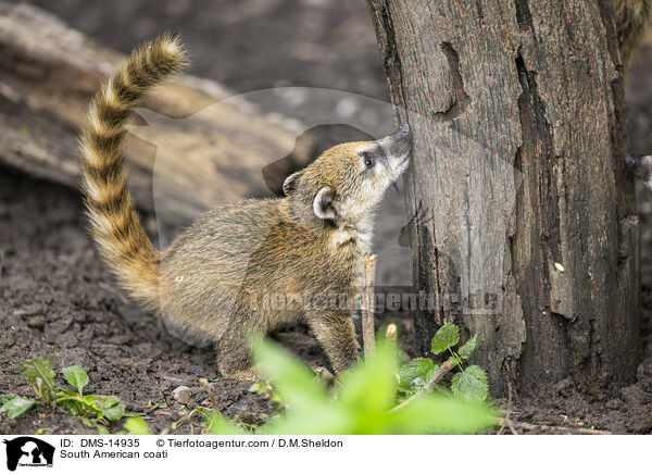 Sdamerikanischer Nasenbr / South American coati / DMS-14935
