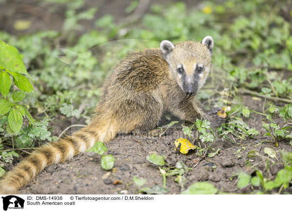 Sdamerikanischer Nasenbr / South American coati / DMS-14936