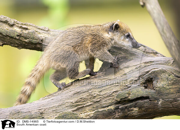 Sdamerikanischer Nasenbr / South American coati / DMS-14965