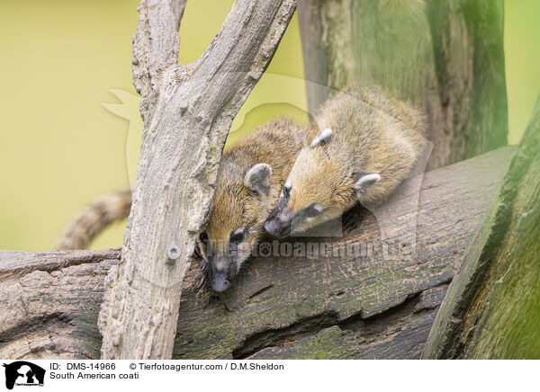 Sdamerikanischer Nasenbr / South American coati / DMS-14966
