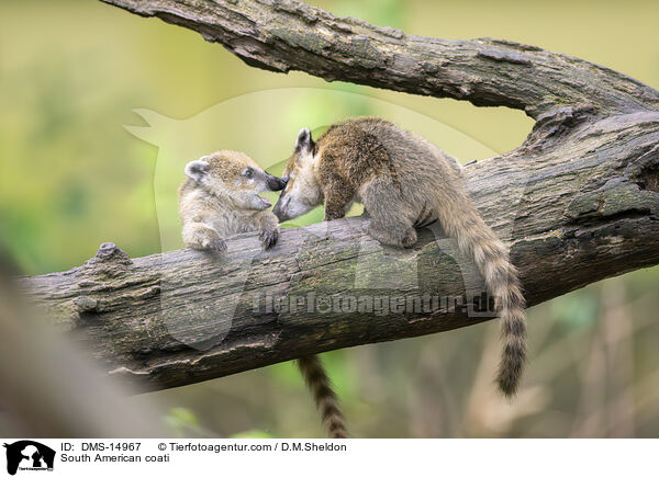 Sdamerikanischer Nasenbr / South American coati / DMS-14967