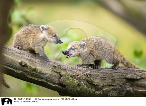 South American coati / DMS-14969