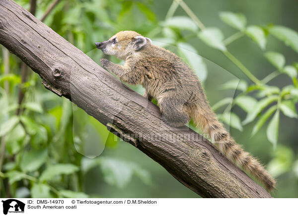 Sdamerikanischer Nasenbr / South American coati / DMS-14970