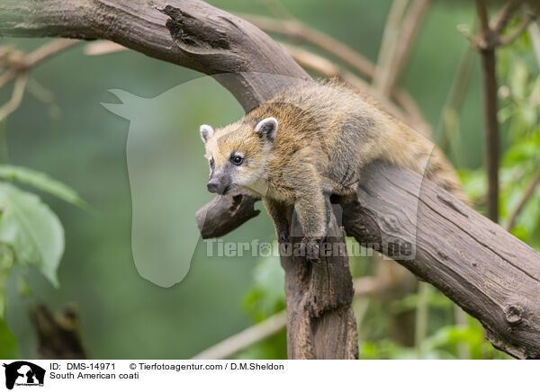 Sdamerikanischer Nasenbr / South American coati / DMS-14971