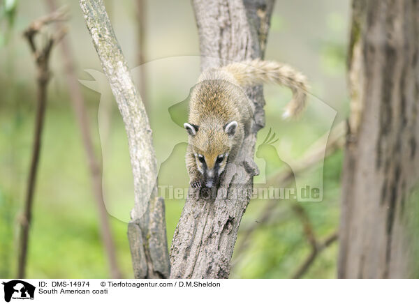 Sdamerikanischer Nasenbr / South American coati / DMS-14974