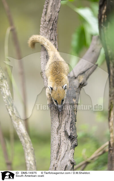 Sdamerikanischer Nasenbr / South American coati / DMS-14975