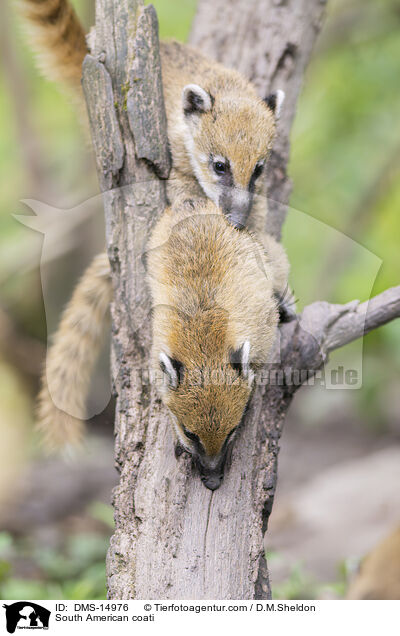 Sdamerikanischer Nasenbr / South American coati / DMS-14976
