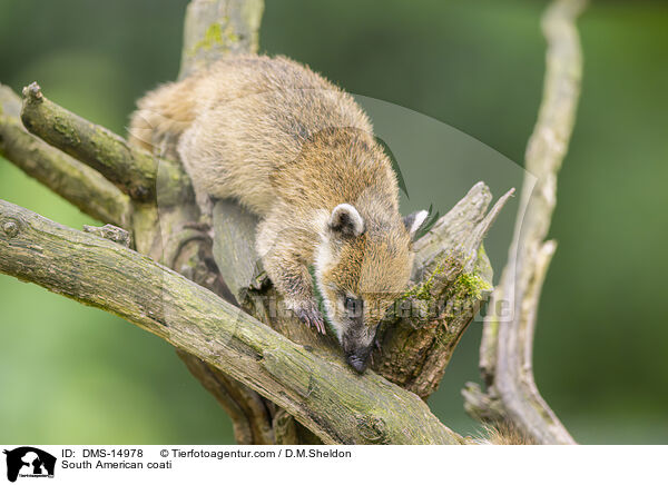 Sdamerikanischer Nasenbr / South American coati / DMS-14978