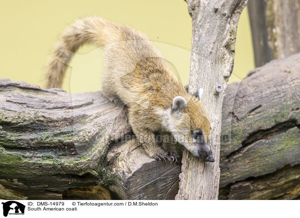 Sdamerikanischer Nasenbr / South American coati / DMS-14979