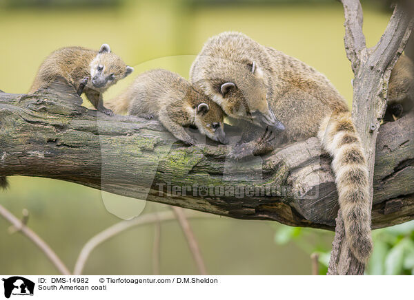 Sdamerikanischer Nasenbr / South American coati / DMS-14982