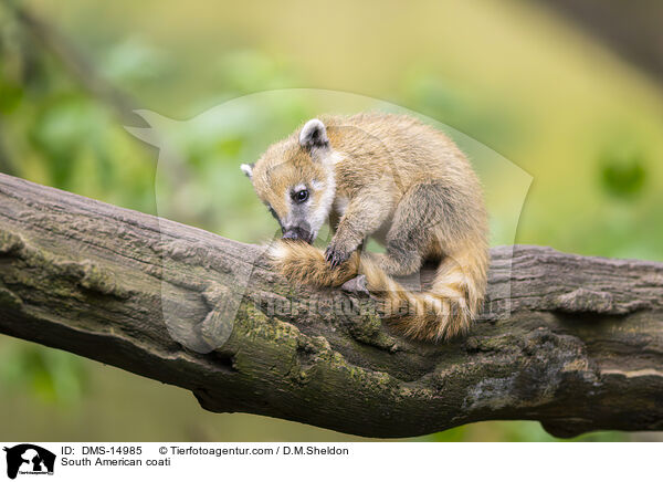 Sdamerikanischer Nasenbr / South American coati / DMS-14985