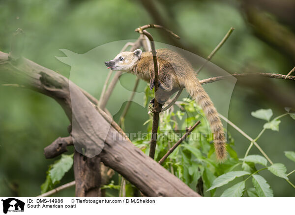 Sdamerikanischer Nasenbr / South American coati / DMS-14986