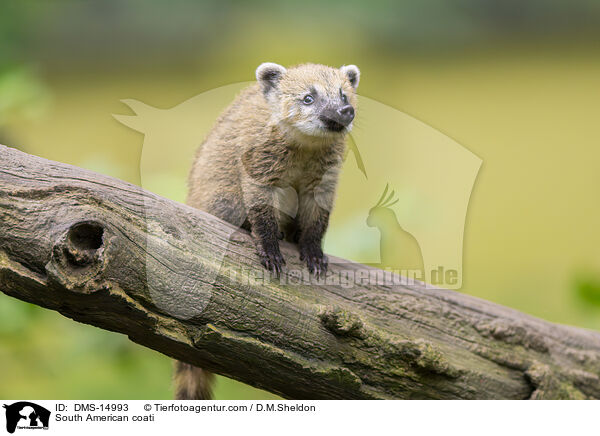 Sdamerikanischer Nasenbr / South American coati / DMS-14993