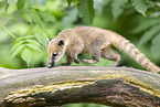 South American coati