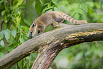 South American coati