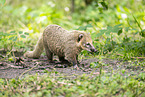 South American coati