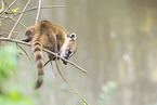 South American coati