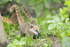 South American coati