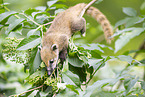 South American coati