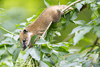 South American coati