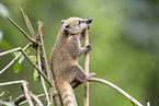 South American coati