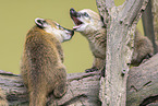 South American coati
