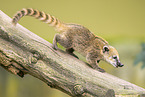South American coati