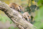 South American coati