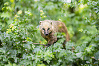 South American coati