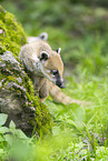 South American coati