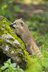 South American coati