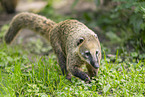 South American coati