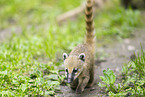 South American coati