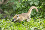 South American coati