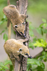 South American coati
