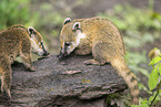 South American coati