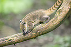South American coati