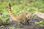 South American coati