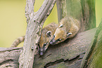 South American coati