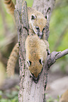 South American coati
