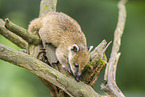 South American coati
