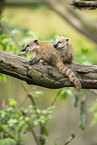 South American coati