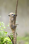 South American coati
