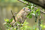 South American coati