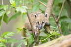 South American coati