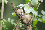 South American coati